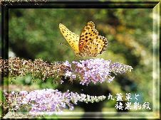 20090920花と蝶01.jpg