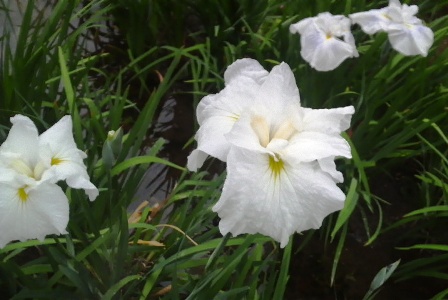 ハナショウブ (4).JPG