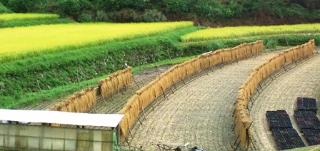 暗峠の棚田（大阪府側） (3).jpg