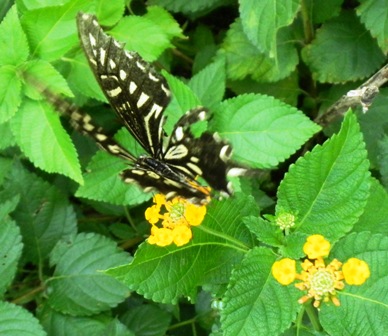ランタナとアゲハチョウ.JPG