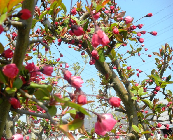 花園公園の海棠 (2).JPG