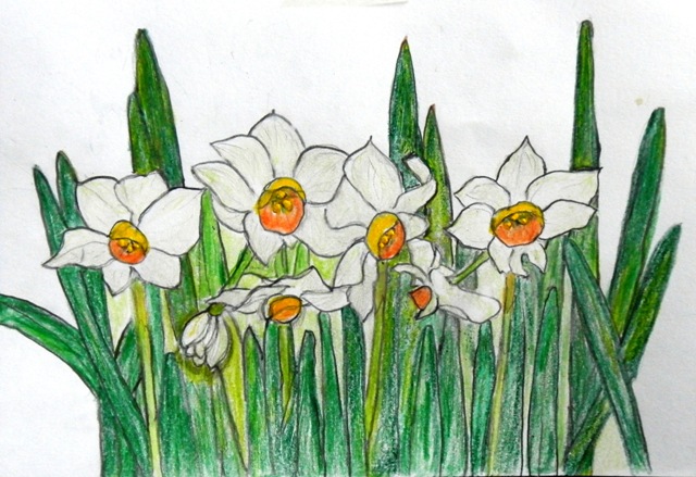 003 水仙（２）大.JPG
