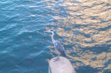 アオサギ (2).jpg