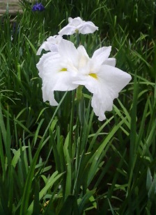 ハナショウブ (3).JPG