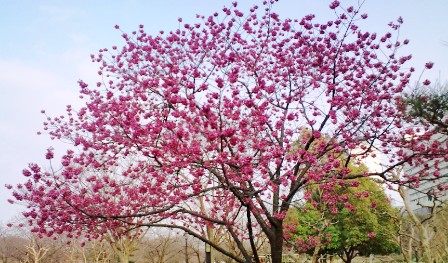 大阪城公園・ヒガン桜.JPG