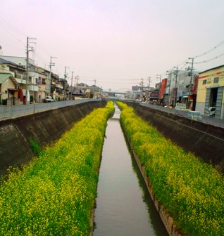 恩智川の菜の花.JPG