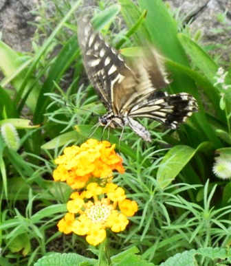 ランタナとアゲハチョウ (2).JPG