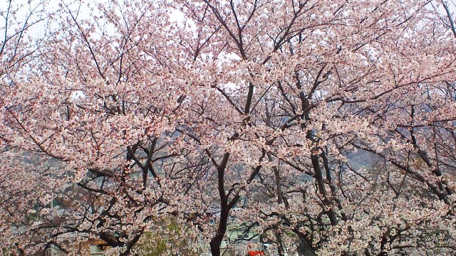 心合寺山古墳の桜 (2).JPG