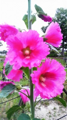 タチアオイ (3).JPG