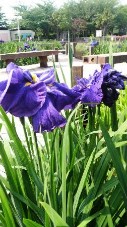 あやめ.jpg