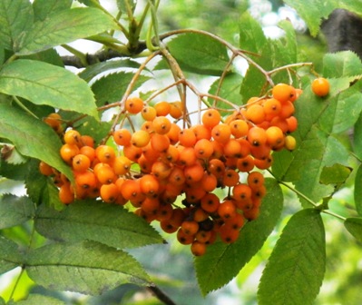 ナナカマド (2).JPG