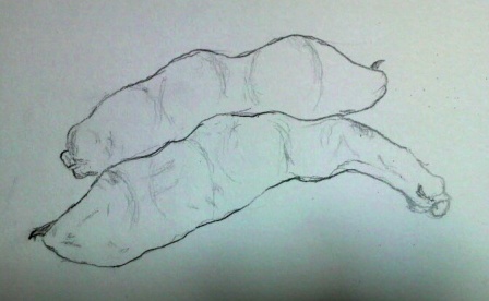 ソラマメ (2).JPG