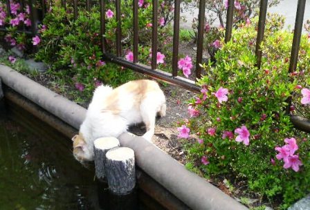 水を飲む猫.jpg