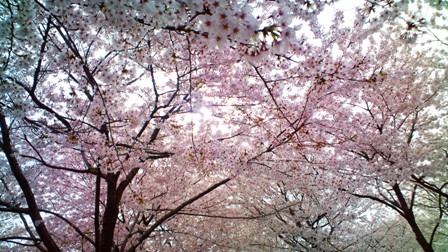 桜 -3.JPG