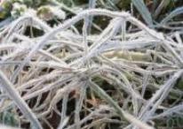 20110103スギナに霜