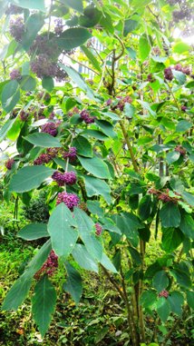 ムラサキシキブ (2).JPG