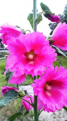 タチアオイ (2).JPG