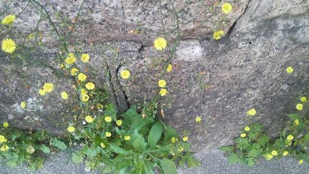 コオニタビラコ (2).JPG