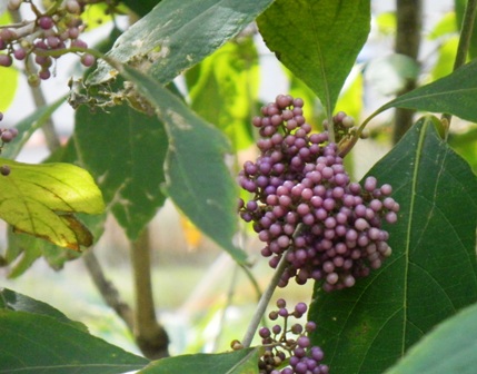 ムラサキシキブ (3).JPG