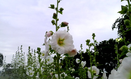 タチアオイ (4).JPG