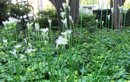 ハナニラ (2).JPG