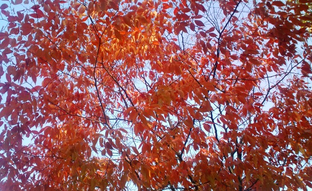 20101105紅葉 Ｂ.jpg