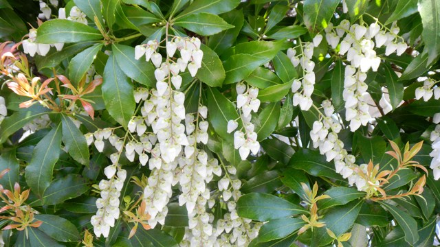 自宅の馬酔木 (2).JPG