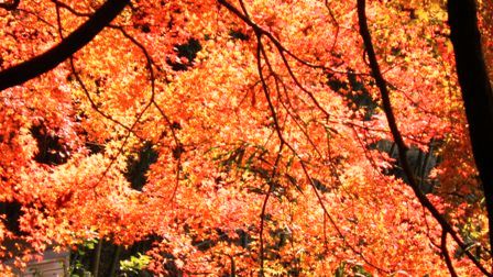 もみぢ百景 (18).JPG