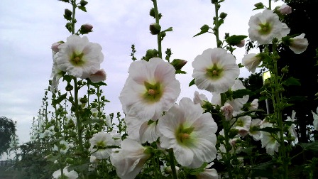 タチアオイ (5).JPG