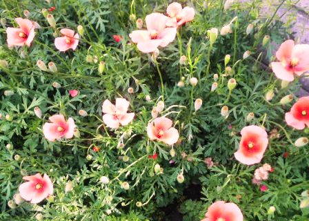 ヒナゲシ (3).JPG