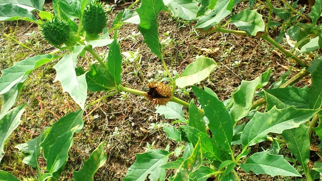 何の花とは知らねども・・