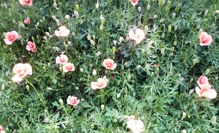 ヒナゲシ (2).JPG