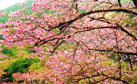 岬吾妻麻呂写真集 (4).JPG