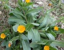 20110119フユシラズ（冬知らず）