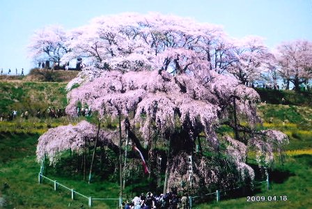 三春滝桜014.JPG