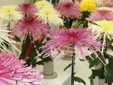 20111104菊.jpg