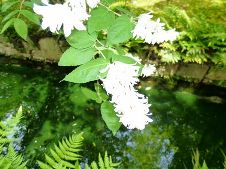 20110605水鏡.jpg