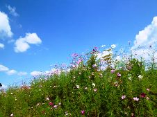 20110928秋の空とコスモス.jpg