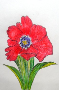 チューリップ (2).JPG