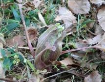 20110127フキノトウ（蕗の薹）