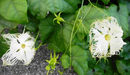 カラスウリの花 (5).JPG