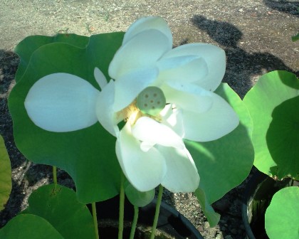 重願寺 の蓮.jpg