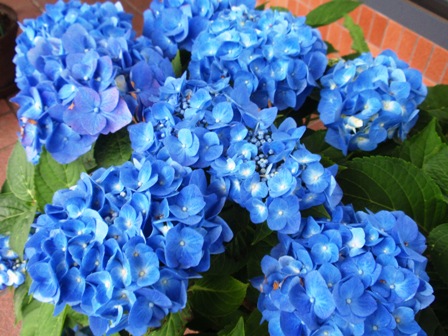 あじさい - コピー.JPG