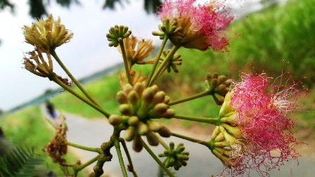 合歓の木 (2).jpg