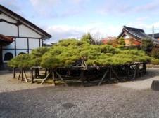 20111110傘松（からかさまつ）.jpg