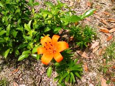 20110615茶と百合の花.jpg