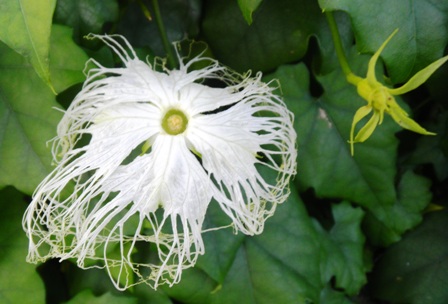 カラスウリの花 (2).JPG