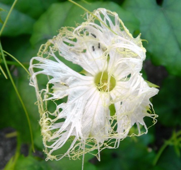 カラスウリの花 (3).JPG