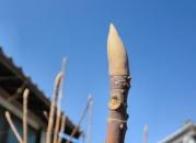 20110226ホウノキ（朴の木）の芽