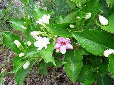 20100524箱根うつぎの花.jpg